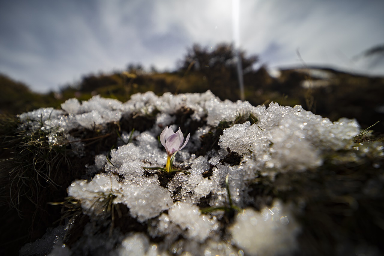 snowdrop  flower  spring free photo