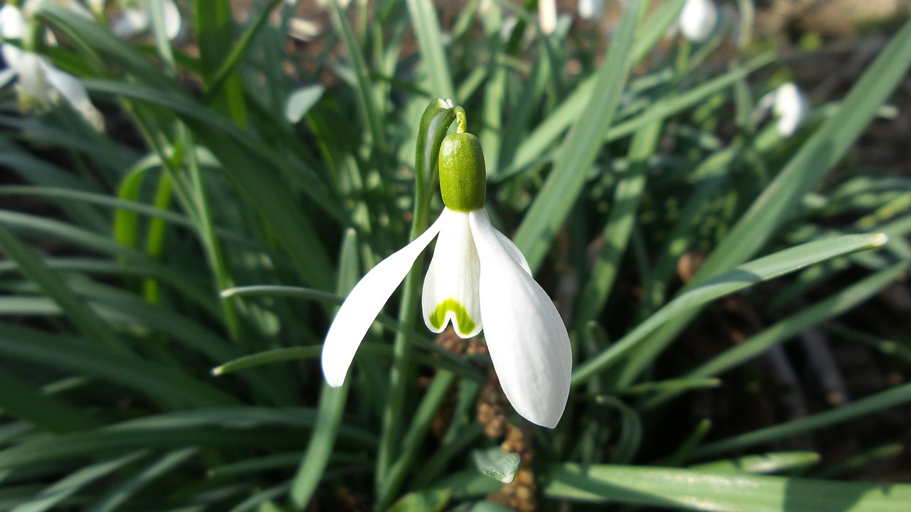 snowdrop blossom bloom free photo