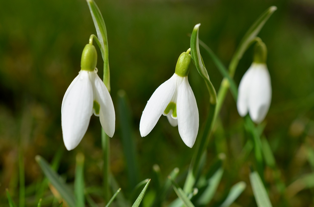 snowdrop flowers spring free photo