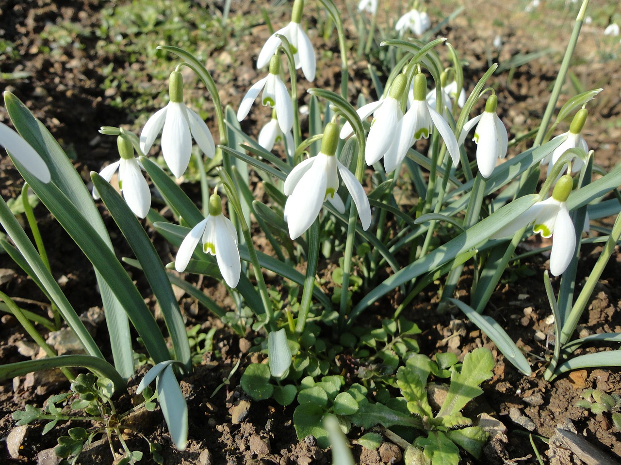 snowdrop flowers nature free photo