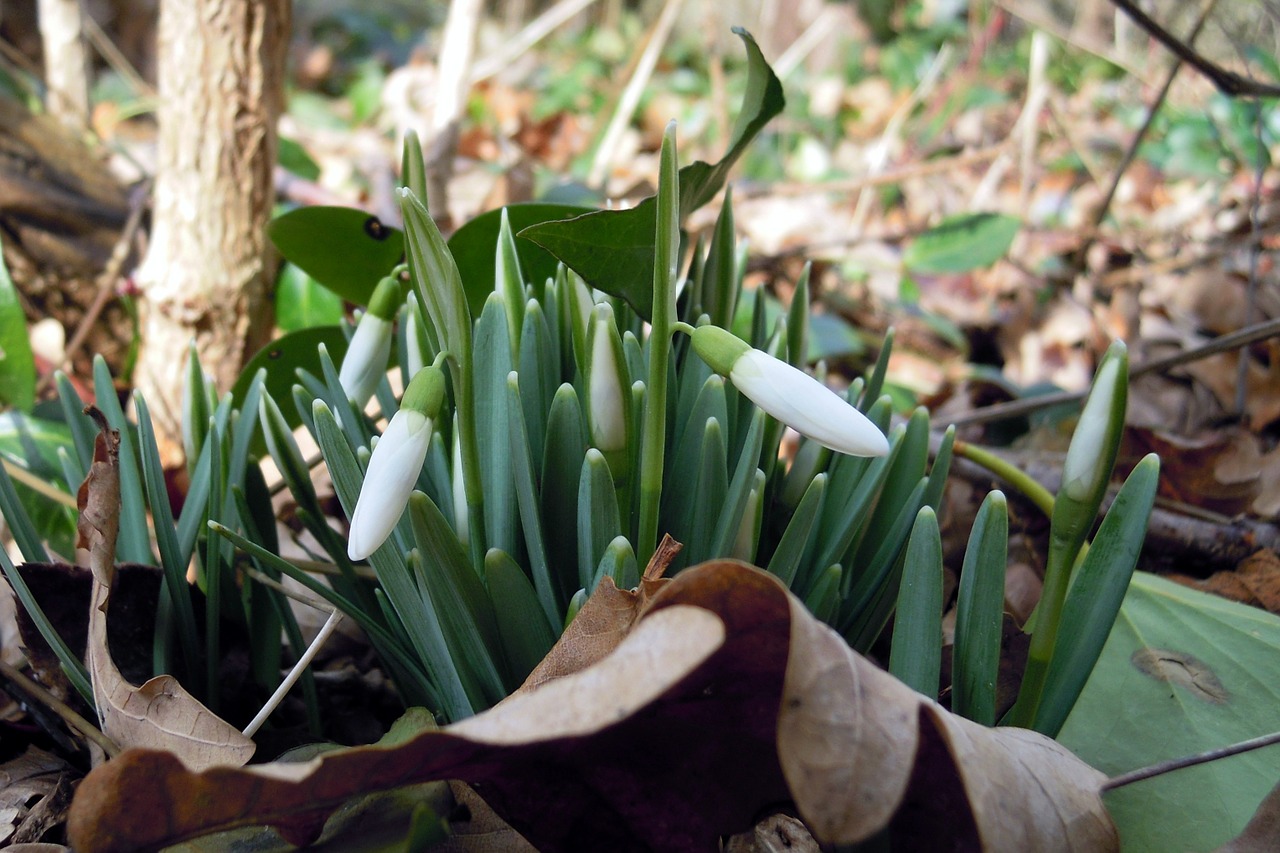 snowdrop galanthus amaryllis plant free photo