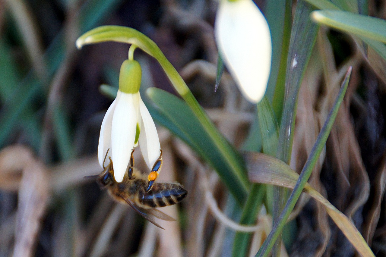 snowdrop bee plant free photo