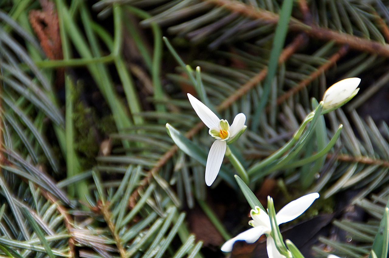 snowdrop galanthus nivalis plant free photo