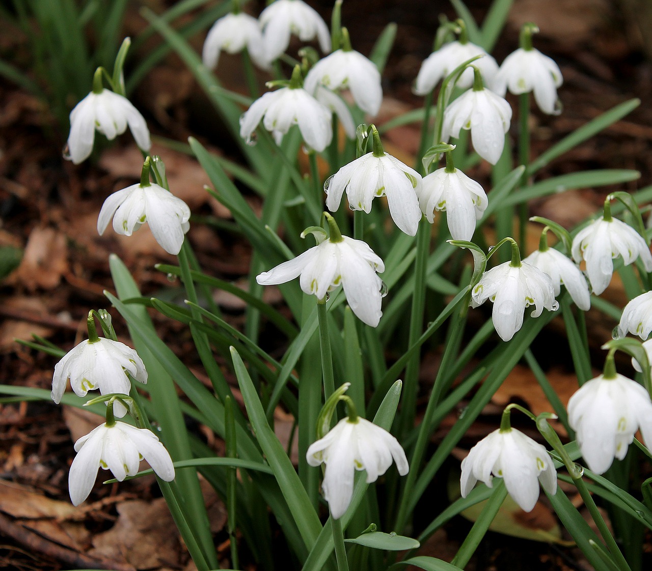 snowdrop snowdrops flowers free photo