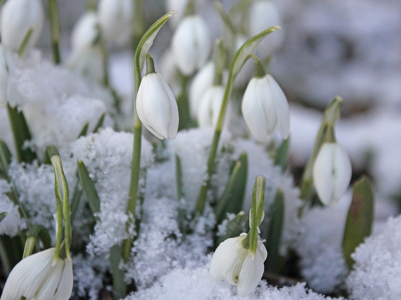 snowdrop snow tender free photo