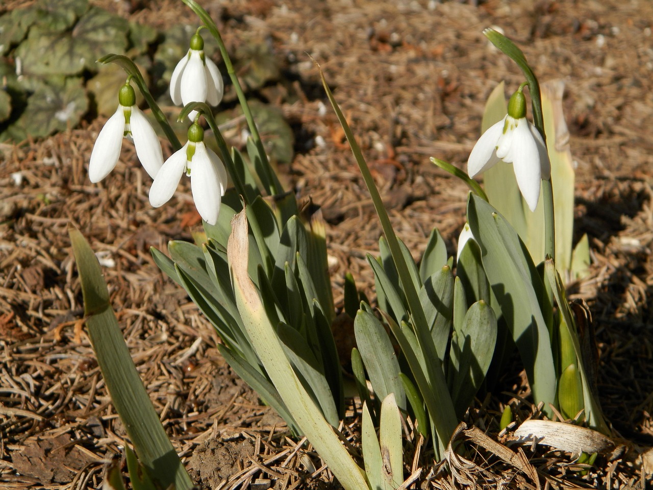 snowdrop flower nature free photo