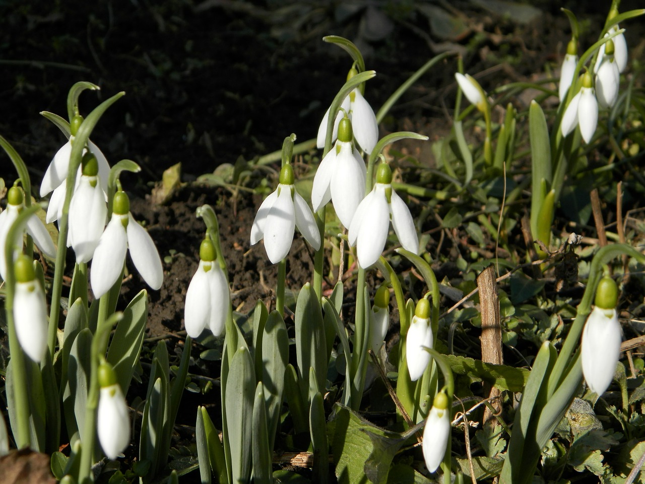 snowdrop flower nature free photo