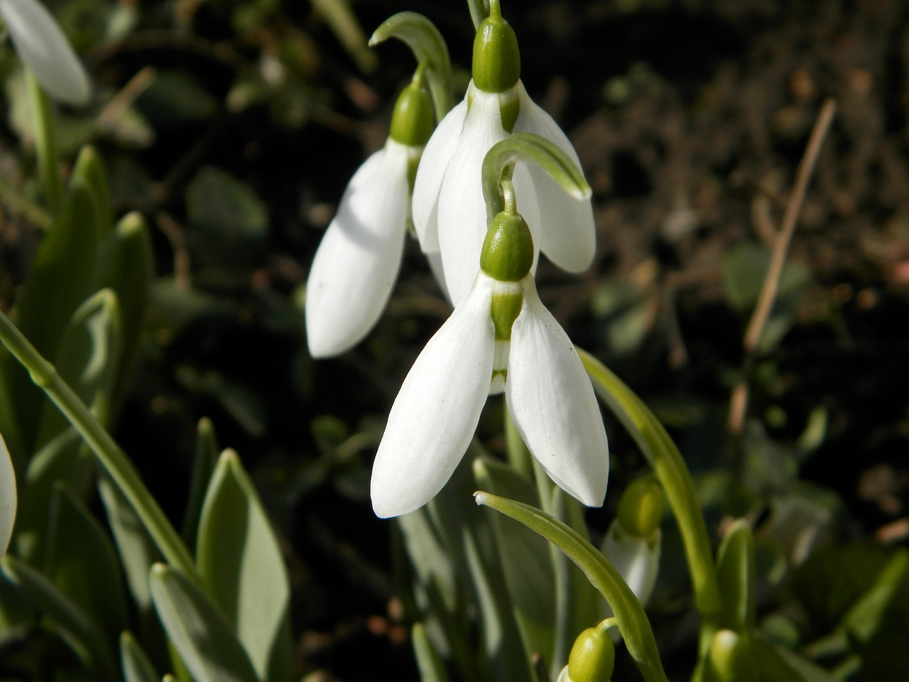 snowdrop flower macro free photo