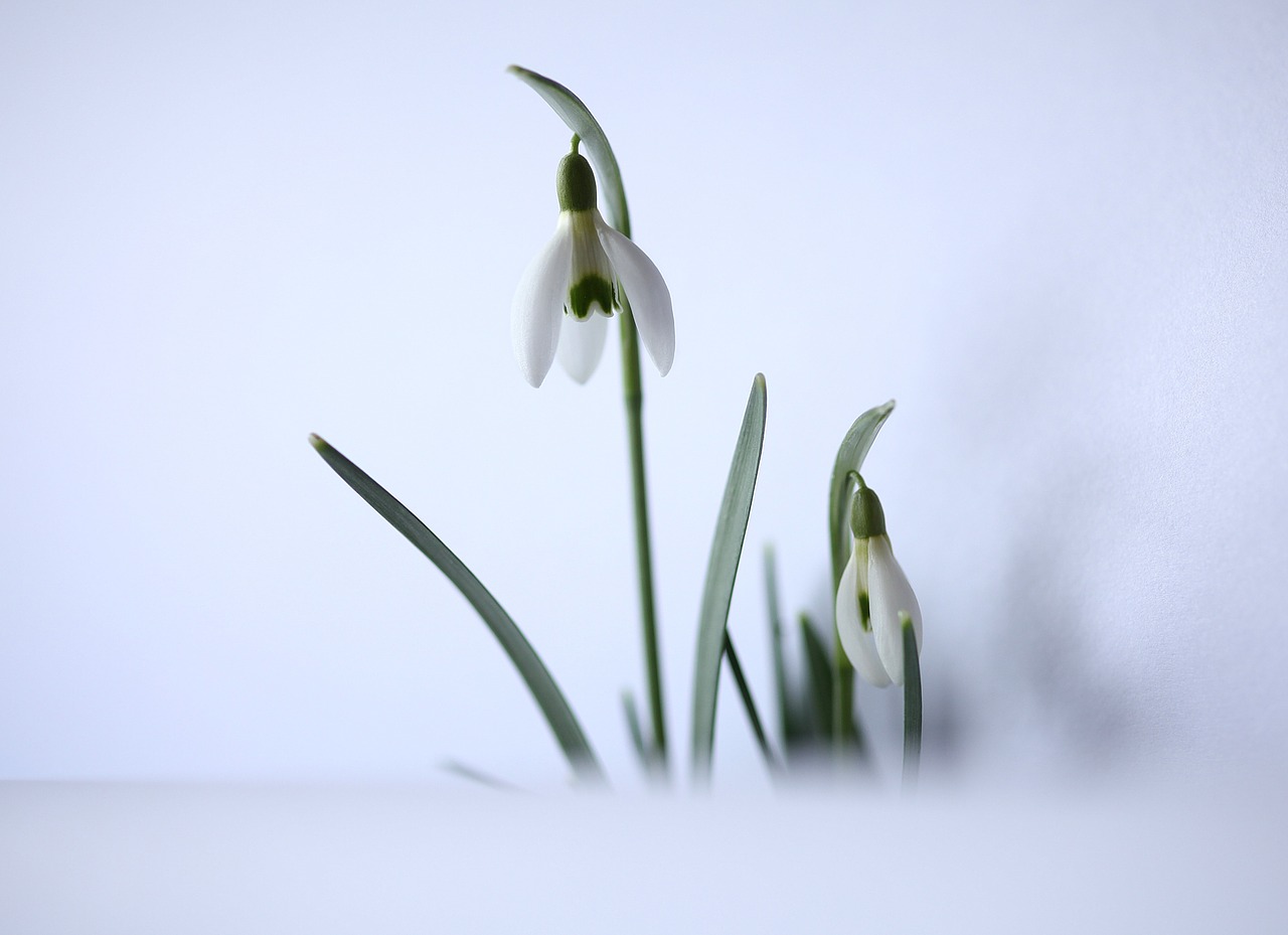 snowdrop harbinger of spring white free photo