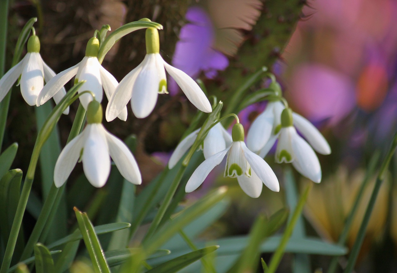 snowdrop flowers flower free photo