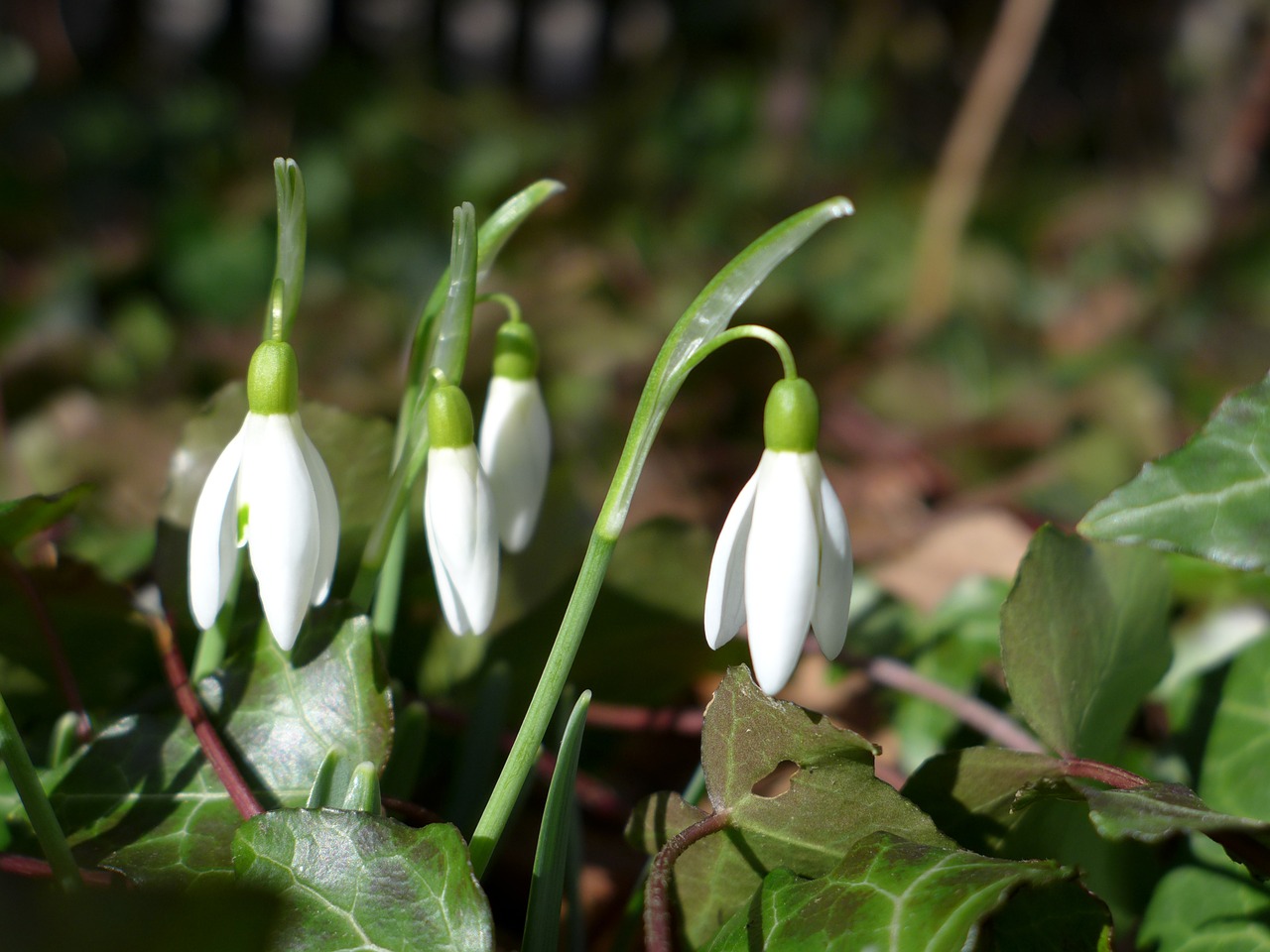 snowdrop frühlingsanfang frühlingsblüher free photo