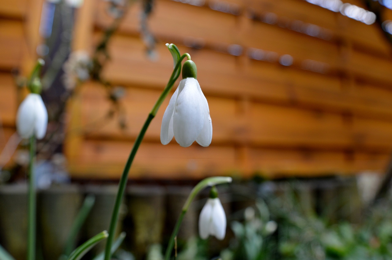 snowdrop plant nature free photo