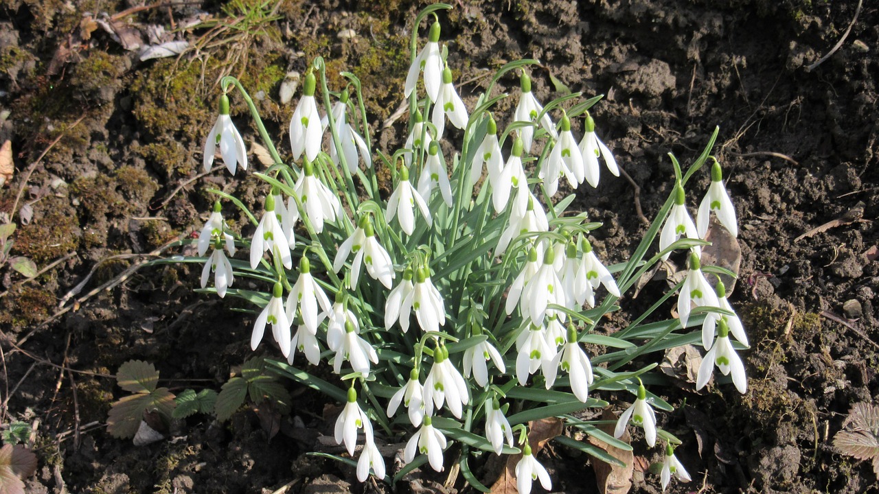 snowdrop dewdrop spring free photo