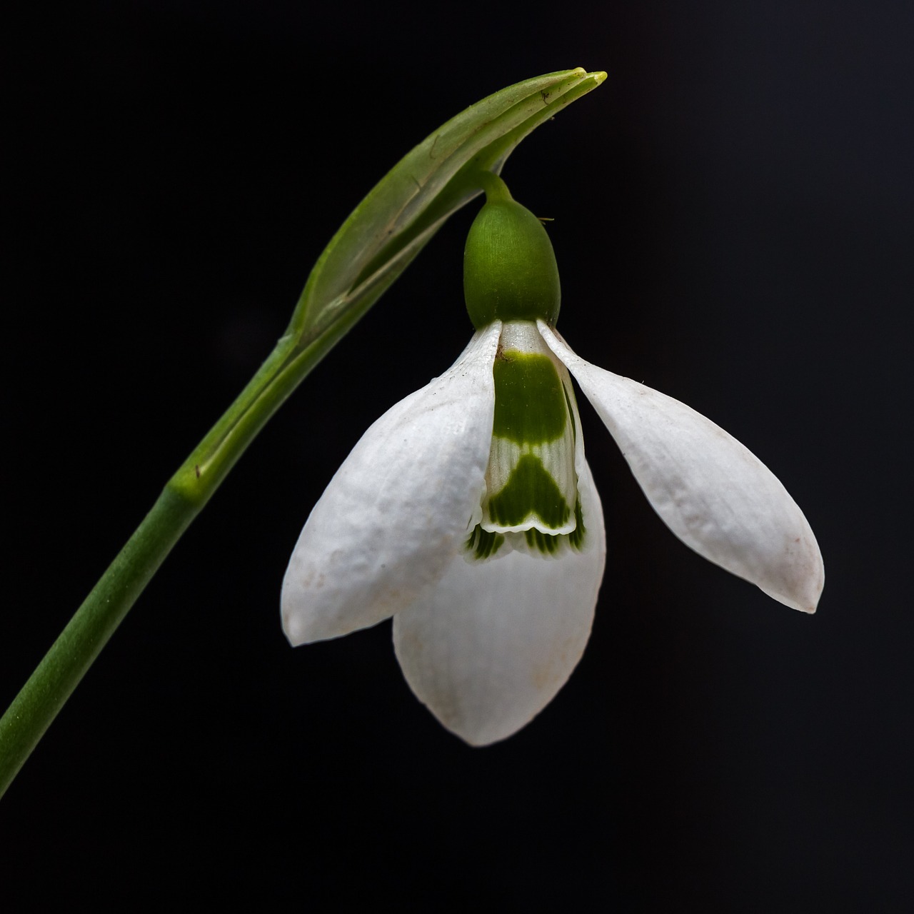 snowdrop flower nature free photo