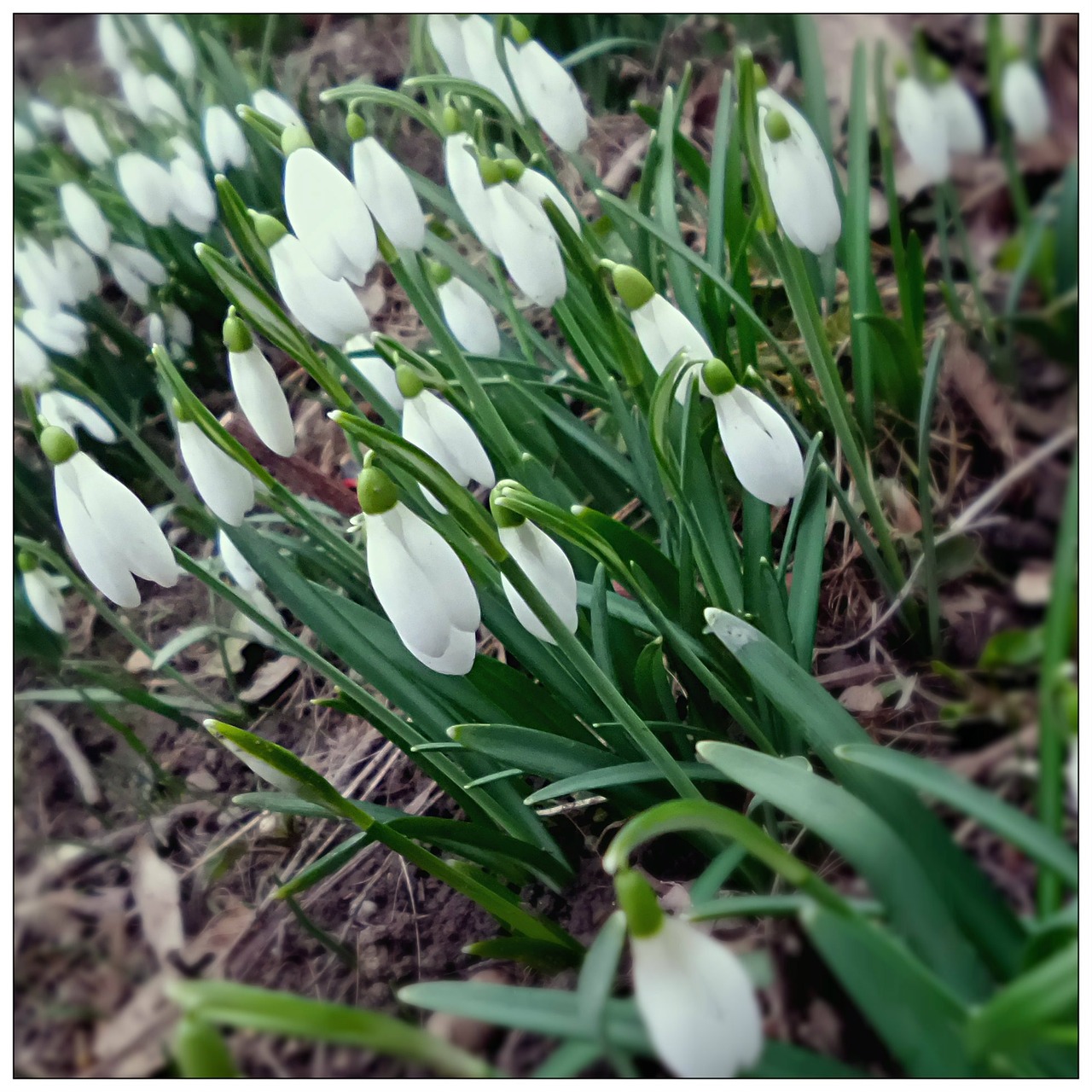 snowdrop spring plants free photo