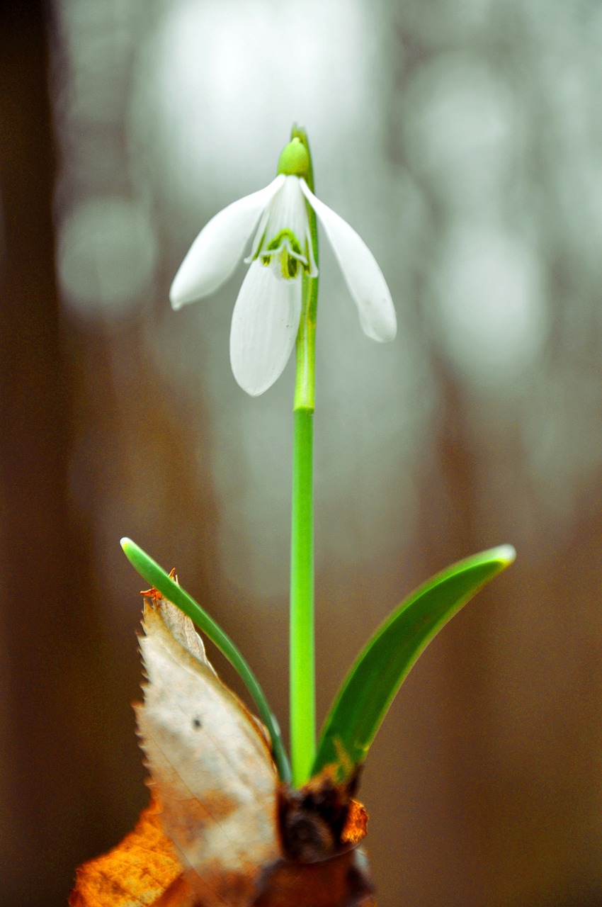 snowdrop spring spring flower free photo