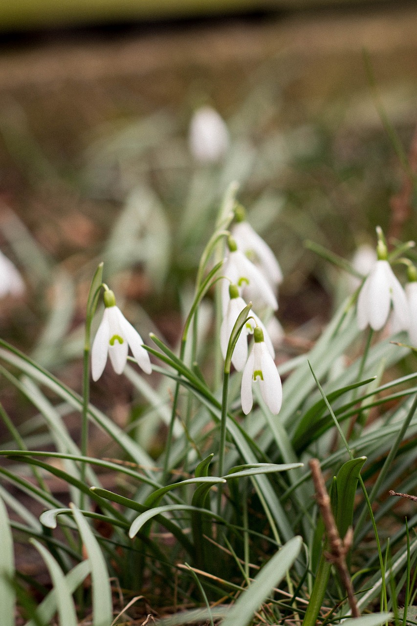 snowdrop nature spring free photo