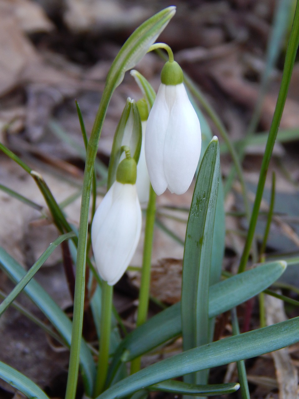 snowdrop spring spring flowers free photo