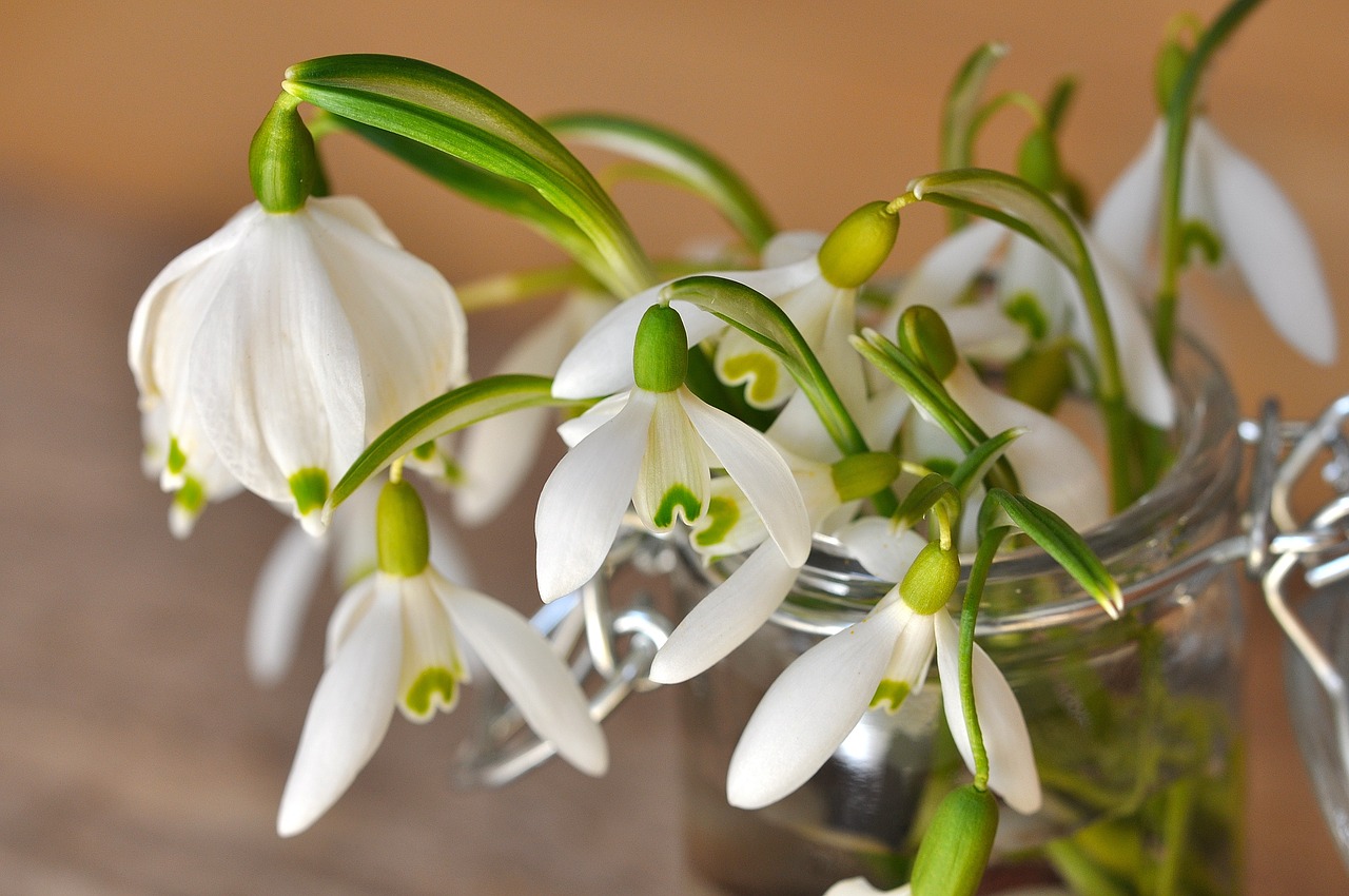 snowdrop lily of the valley flower free photo