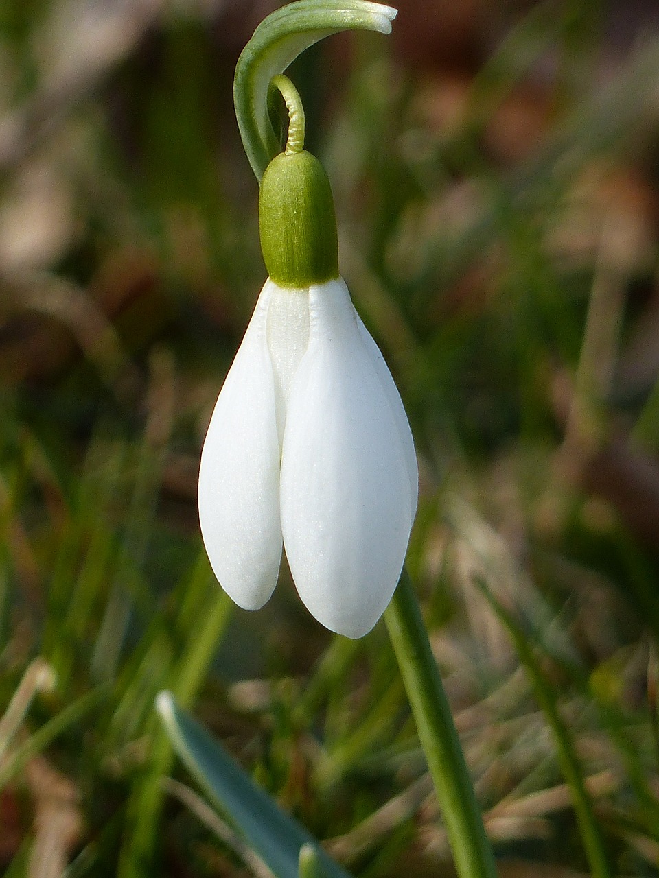 snowdrop flower white free photo