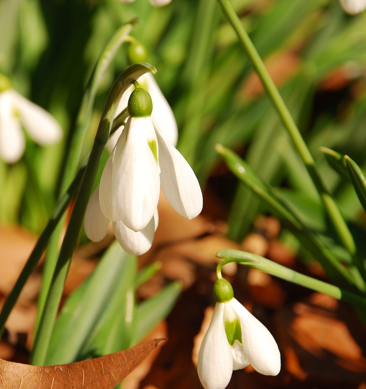 snowdrop spring cleanliness free photo