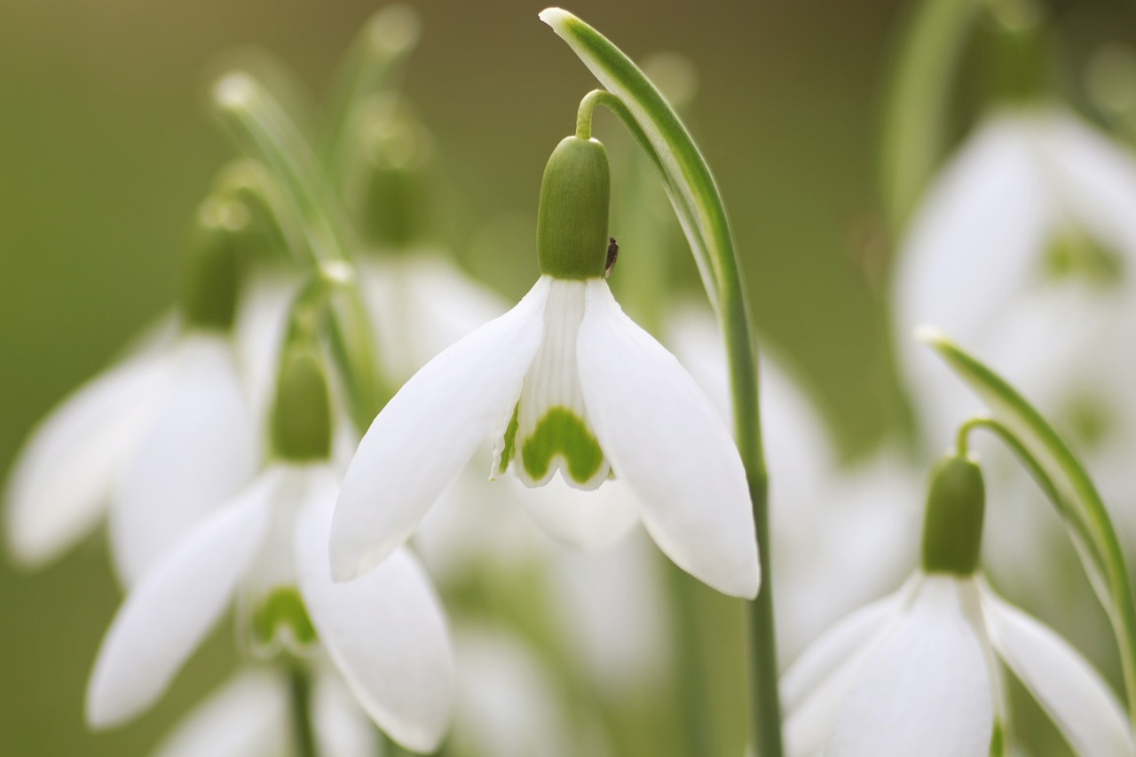 snowdrop flowers morning free photo