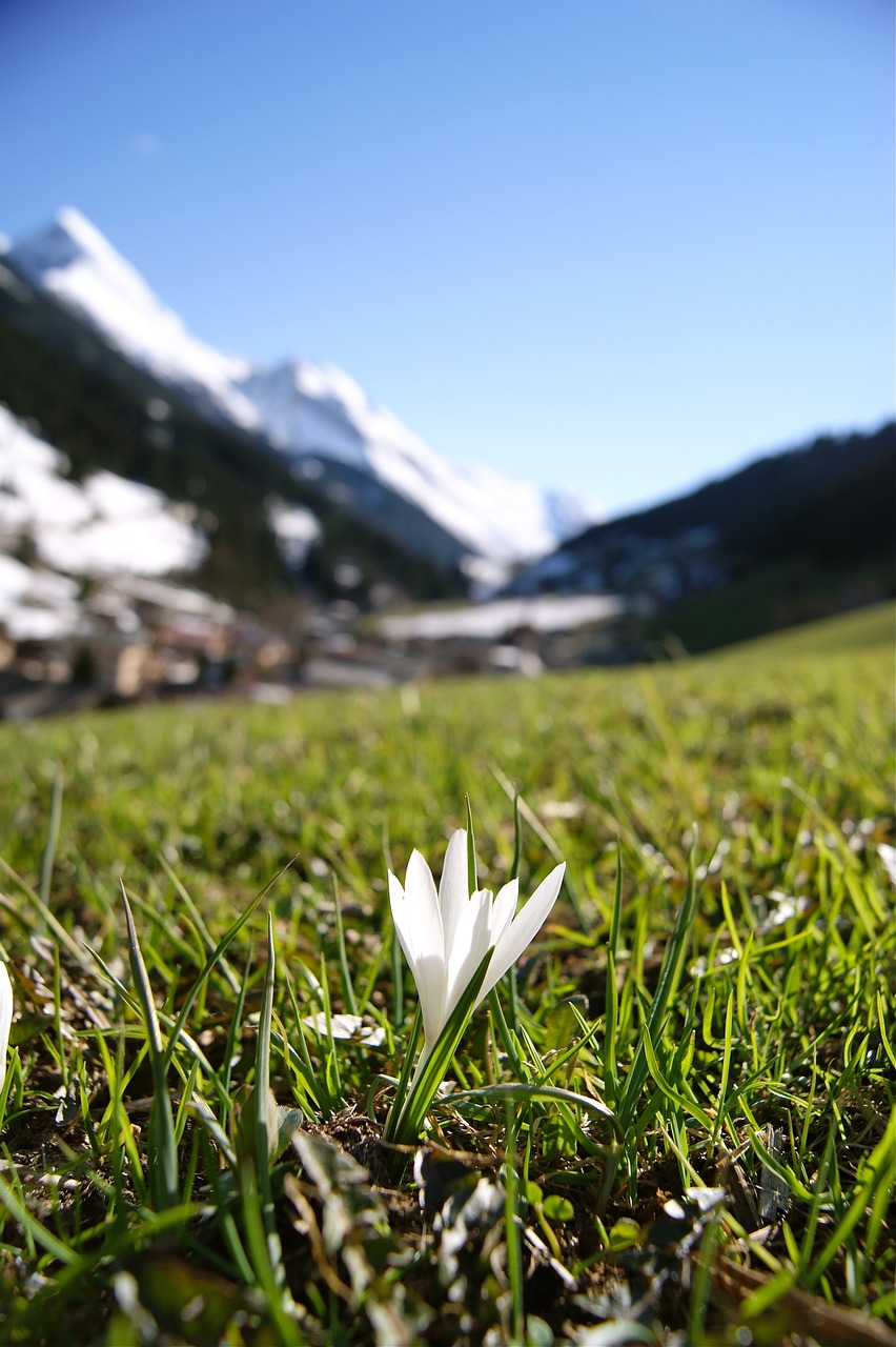 snowdrop flower alps free photo