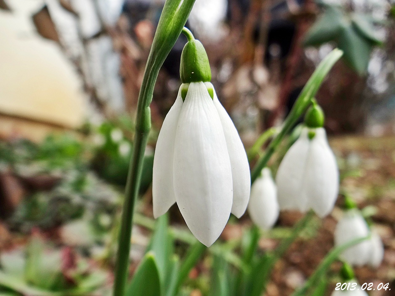 snowdrop february at the beginning of free photo