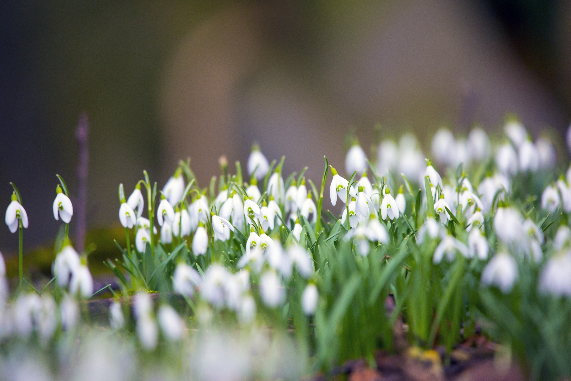 snowdrop formal garden freshness free photo