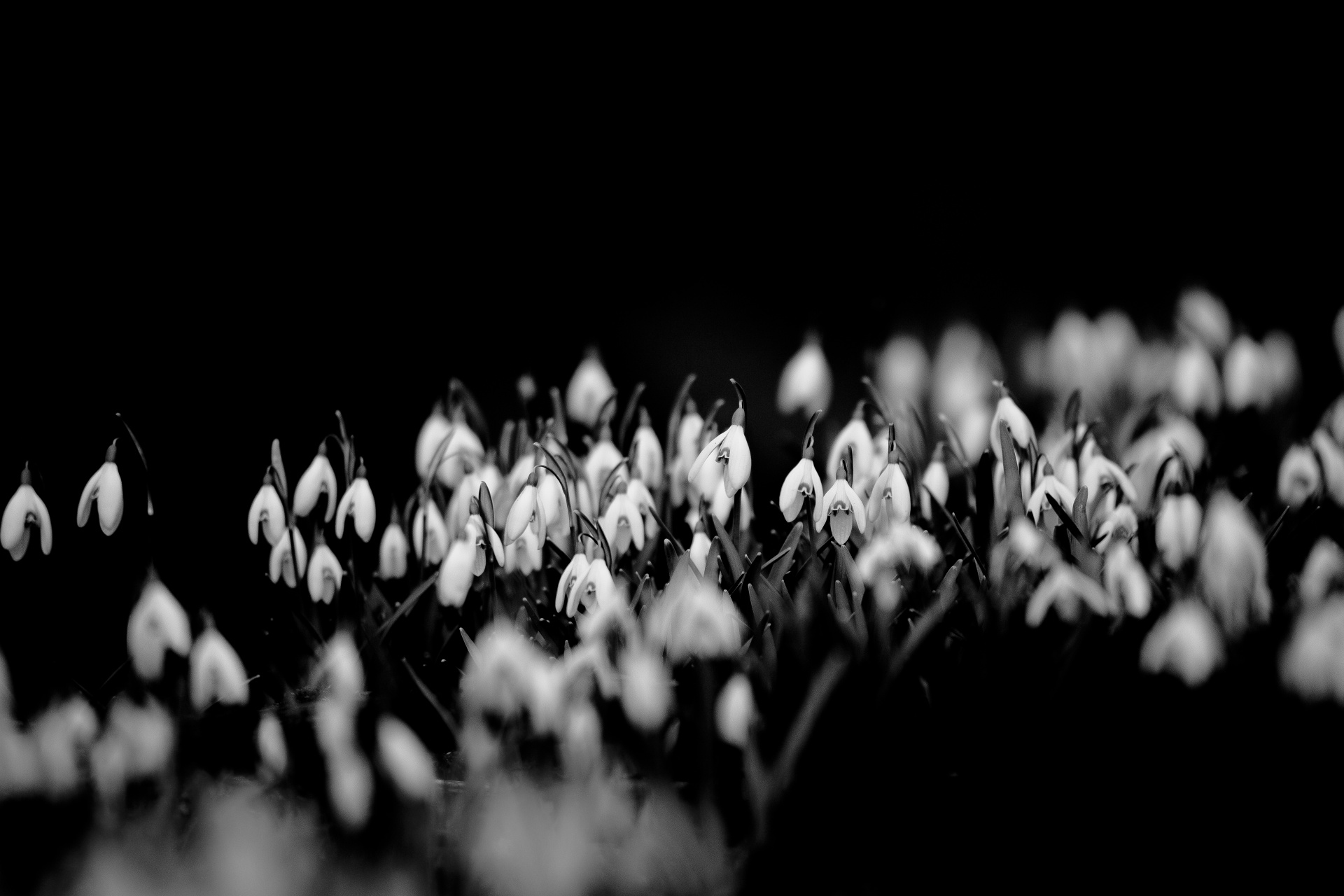 snowdrop formal garden freshness free photo