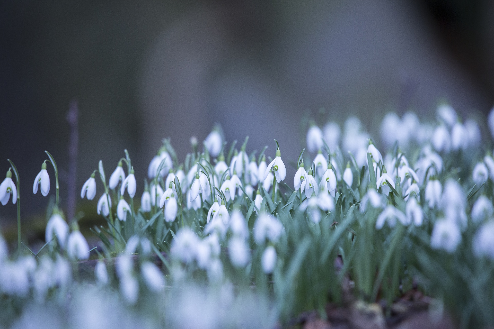 snowdrop formal garden freshness free photo