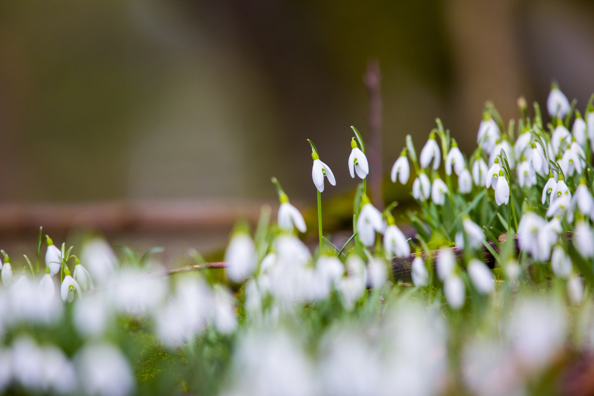 snowdrop formal garden freshness free photo