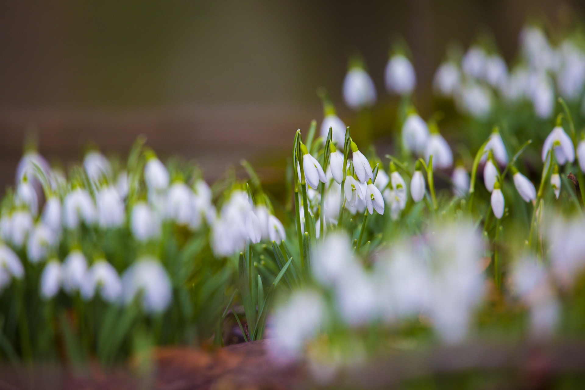 snowdrop formal garden freshness free photo