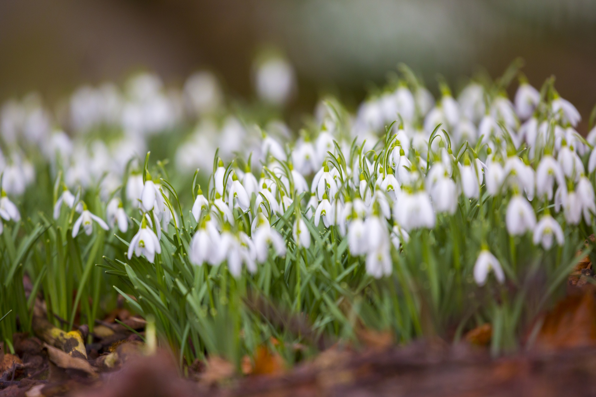 snowdrop formal garden freshness free photo