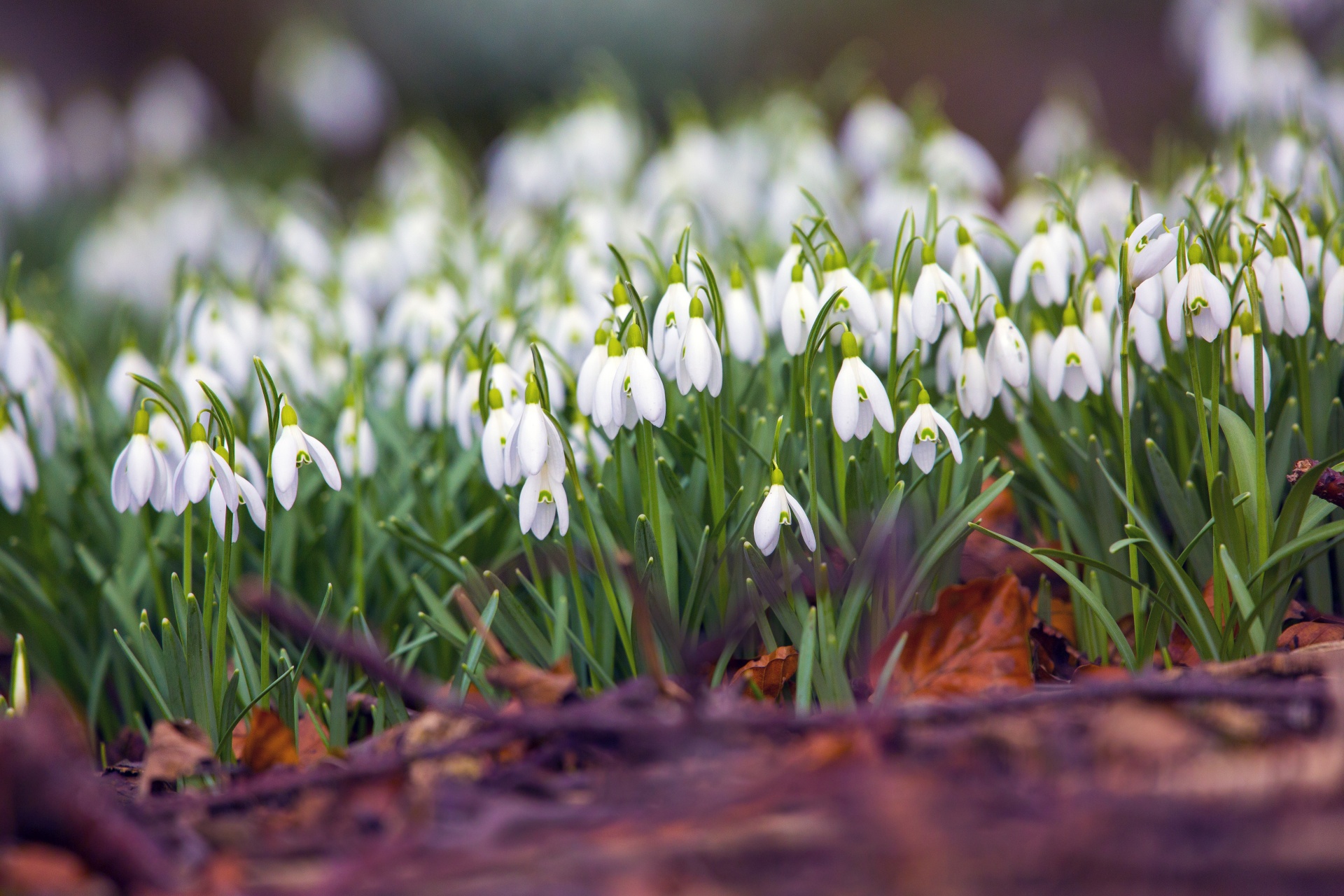 snowdrop formal garden freshness free photo