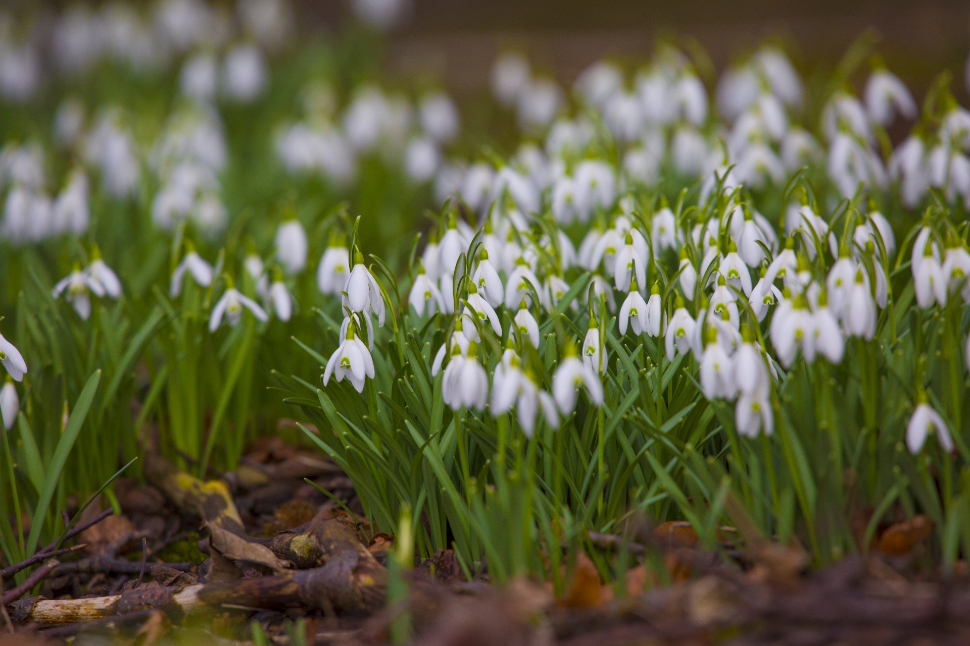 snowdrop formal garden freshness free photo