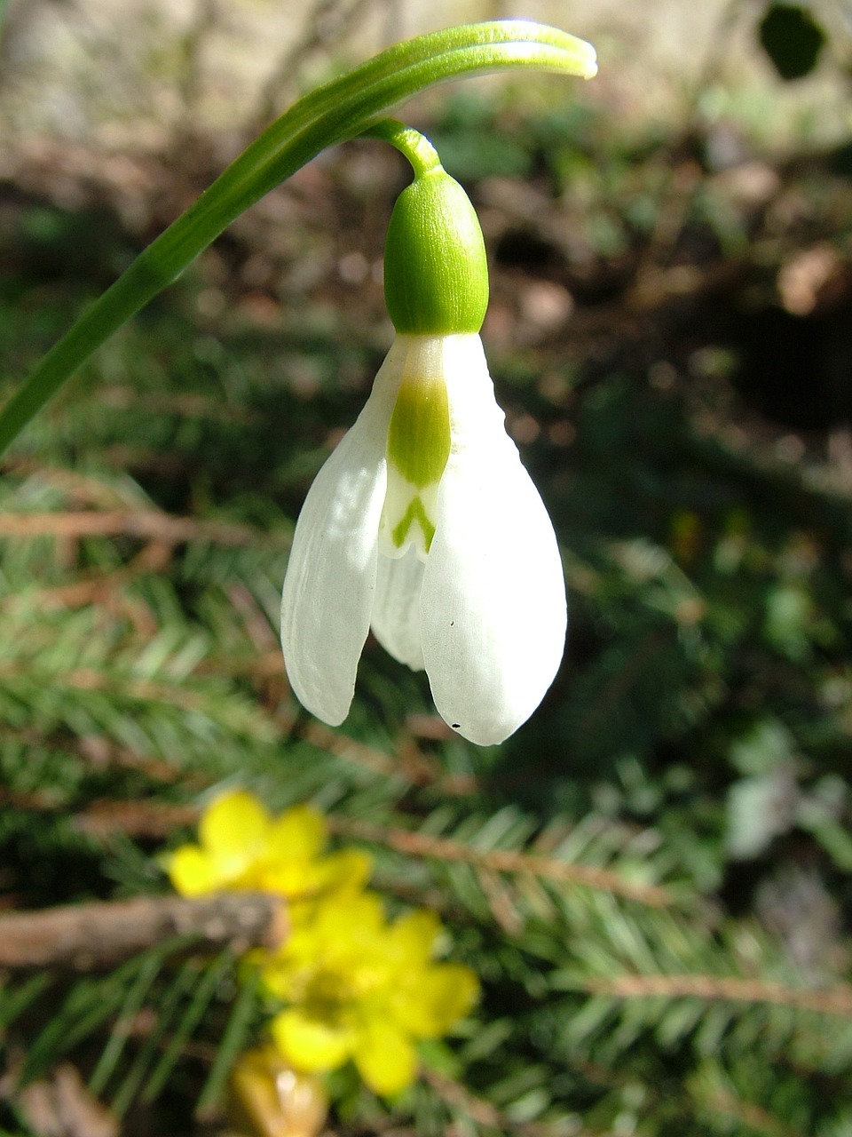 snowdrop spring flower close free photo