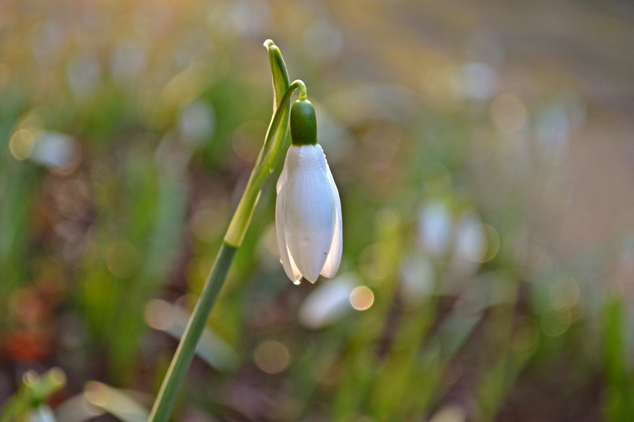 snowdrops flowers white flowers free photo