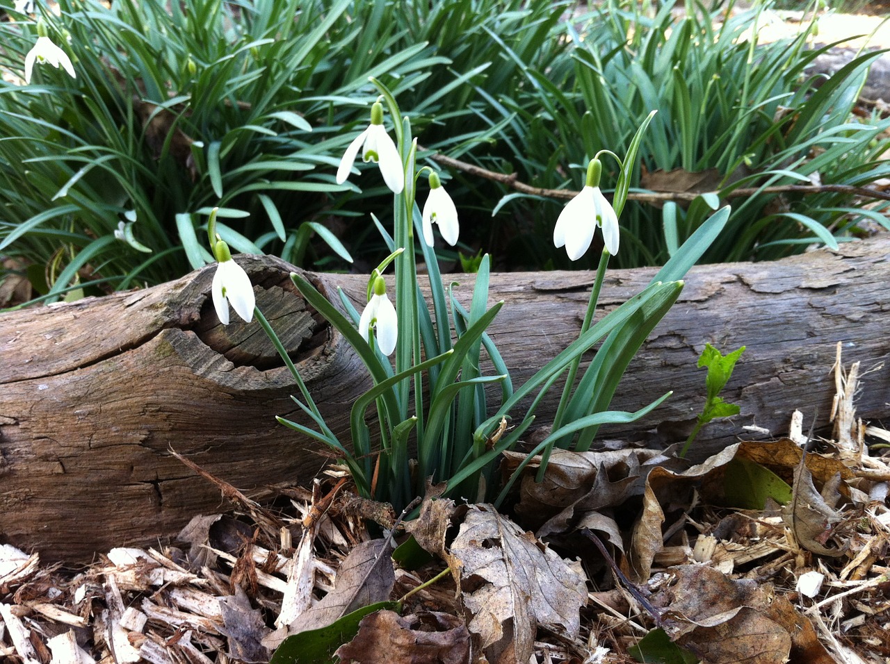 snowdrops flowers winter free photo