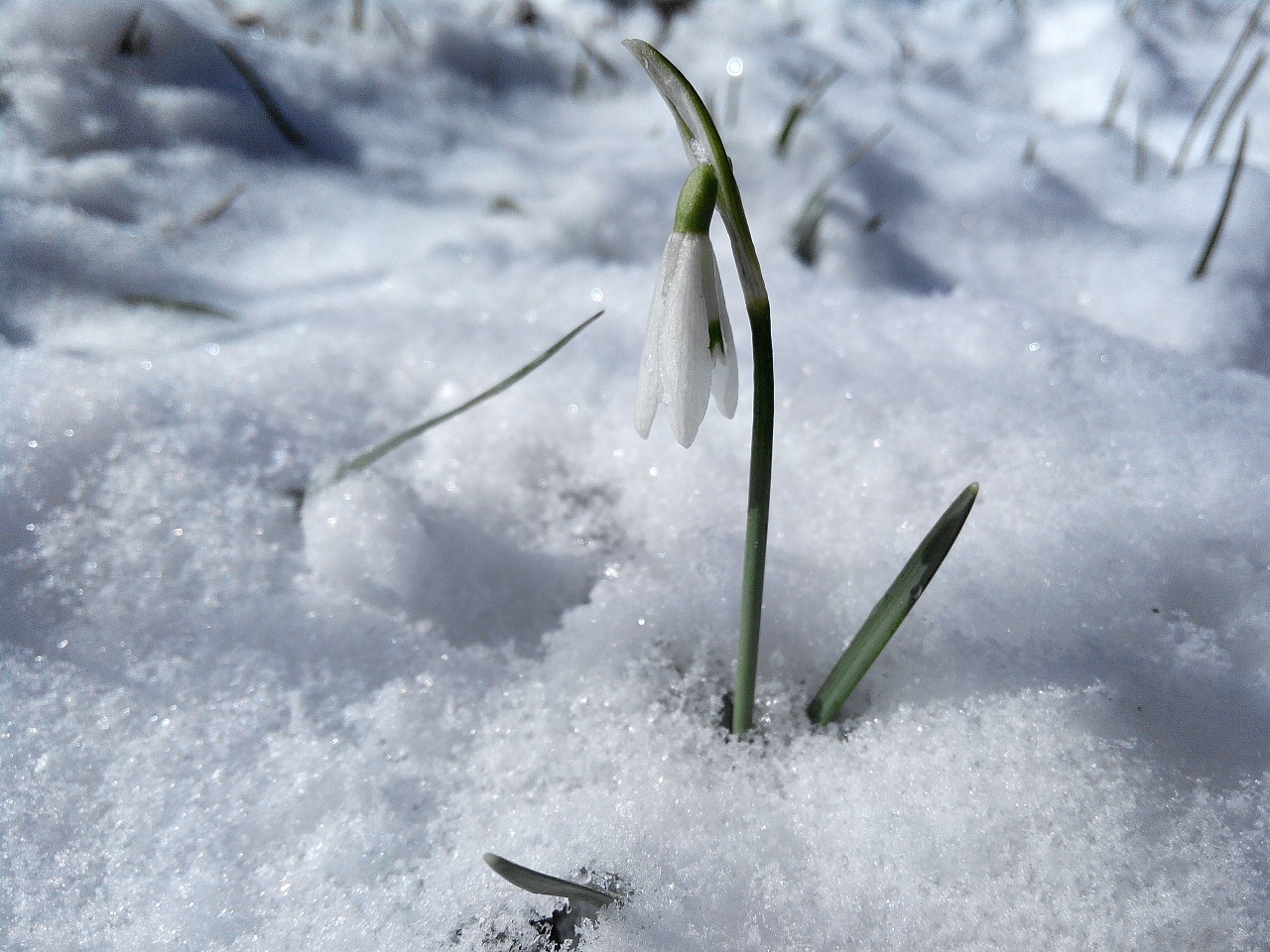 snowdrops flowers snow free photo