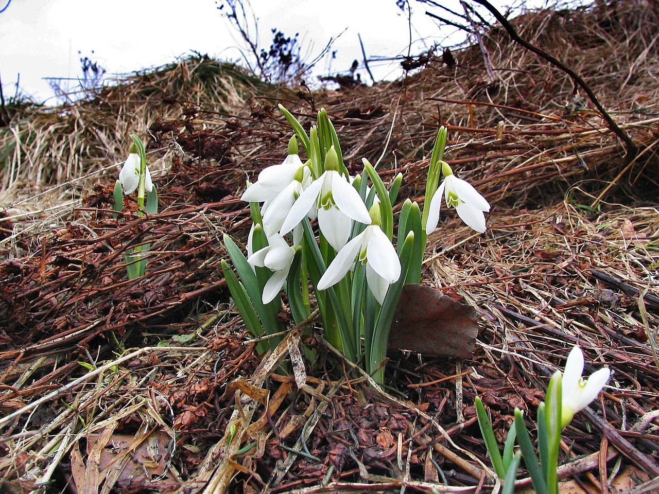 snowdrops spring tatry free photo