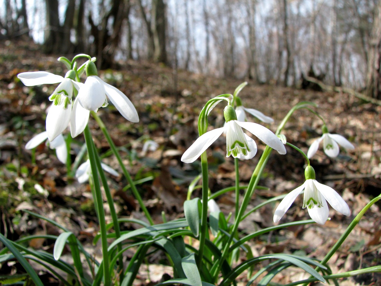 snowdrops śnieżyczki spring free photo