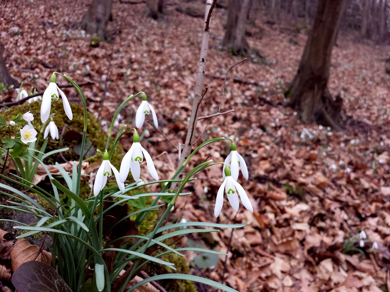 snowdrops śnieżyczki spring free photo