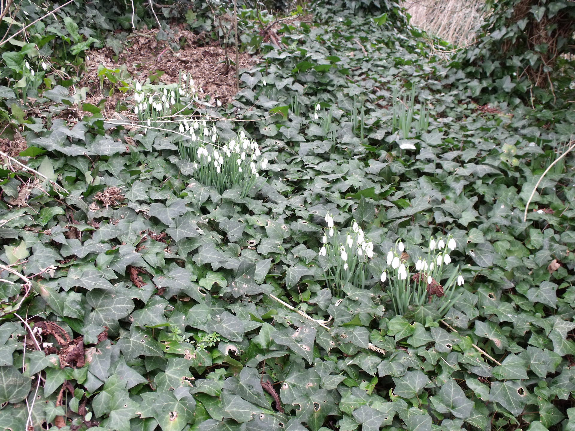 picture of snowdrops small white flowers spring flowers free photo