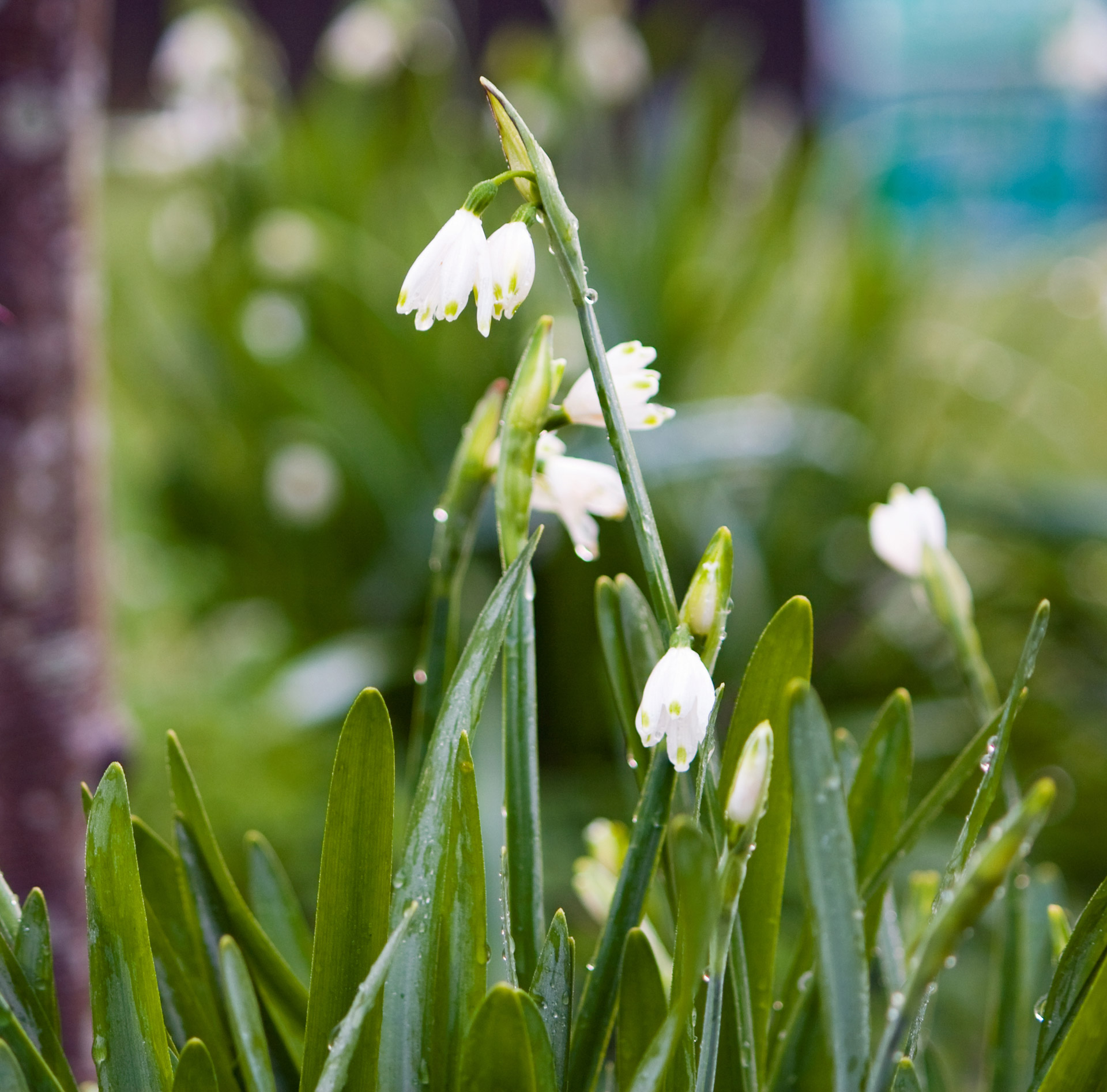 snowdrops snowdrop flowers free photo