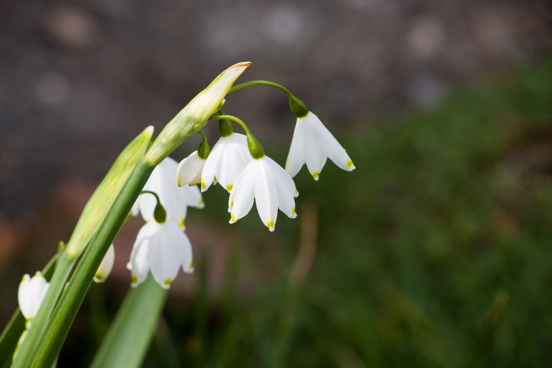 snowdrop snowdrops flower free photo