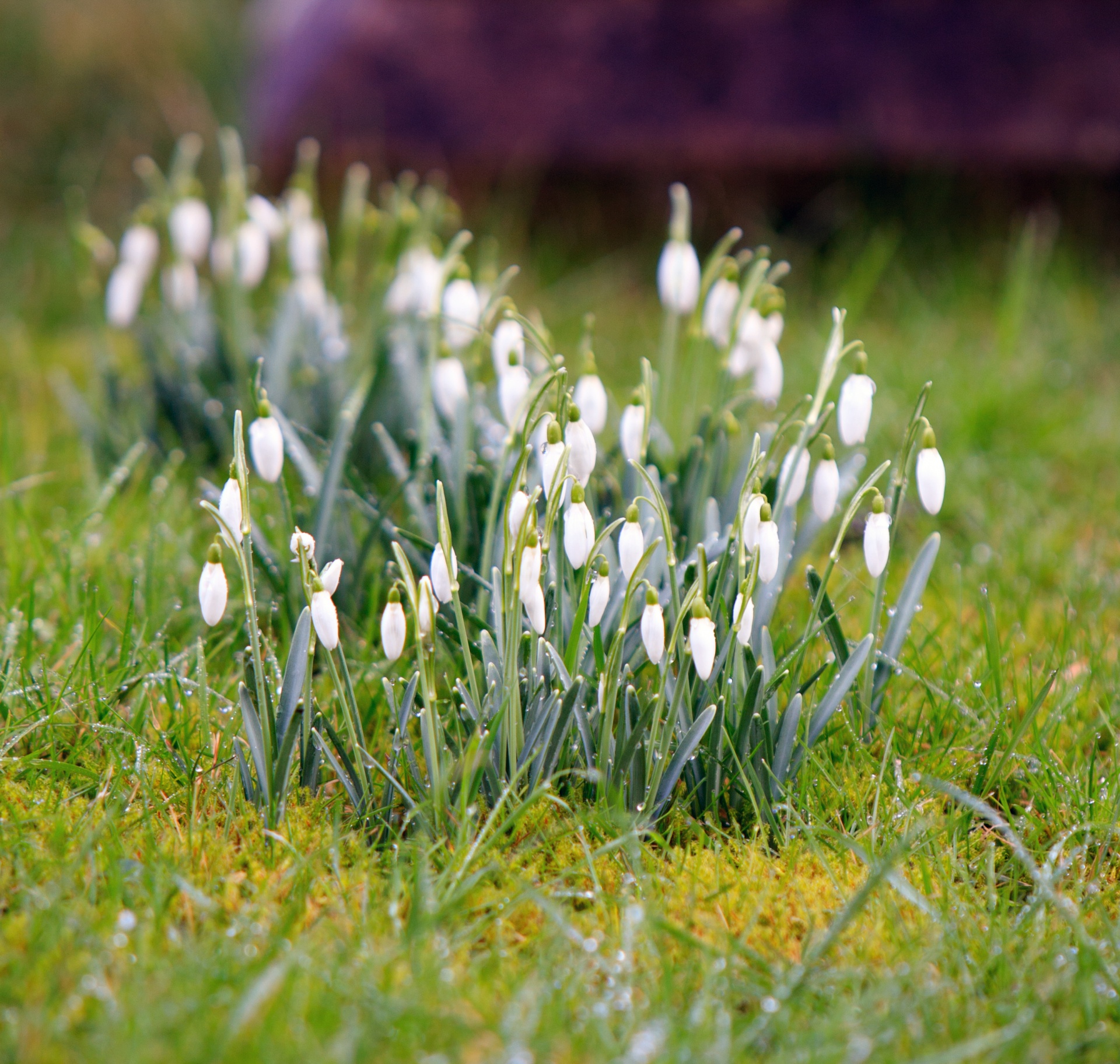 snowdrops flowers winter free photo