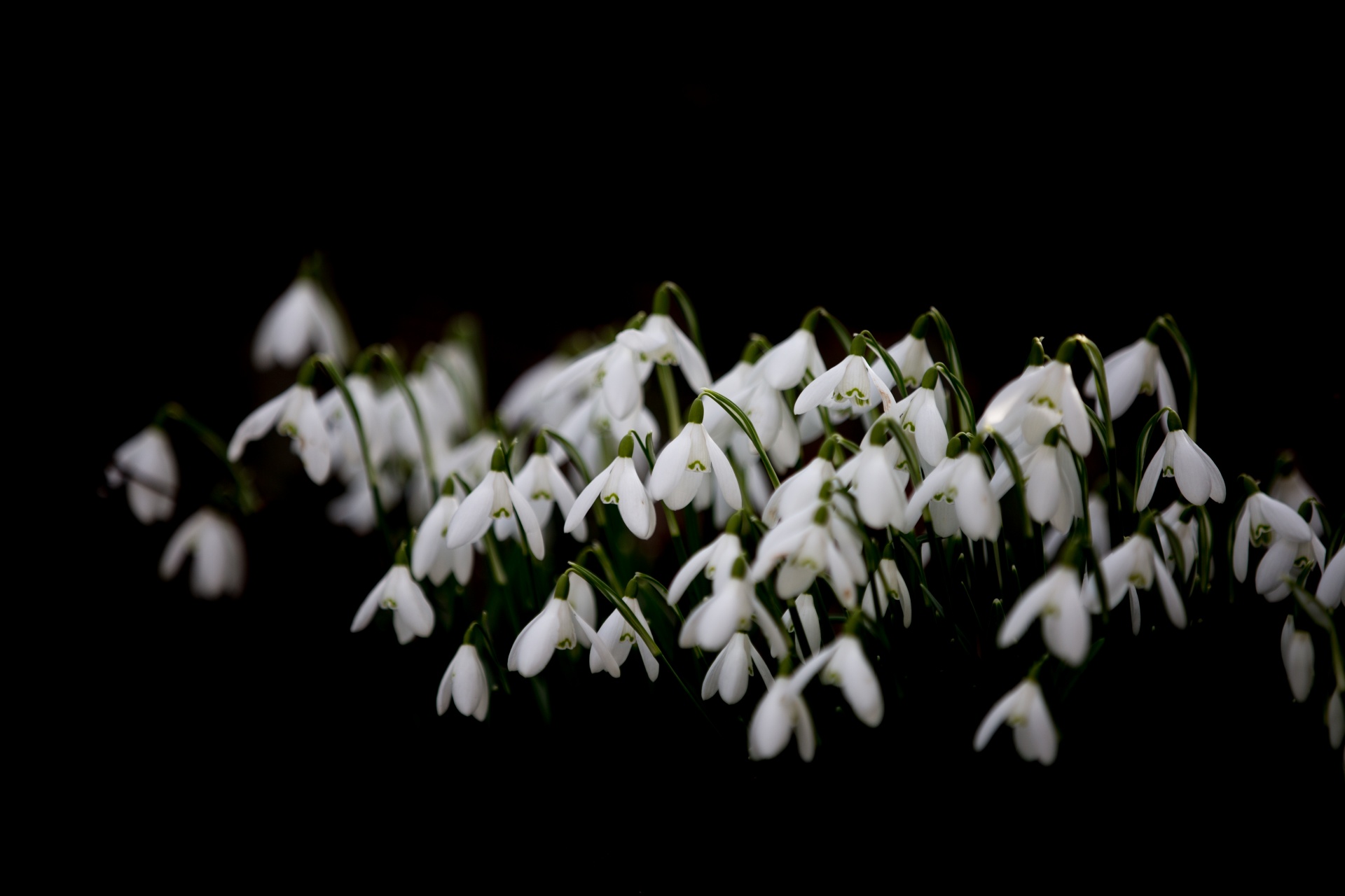 blossom black background early bloomer free photo