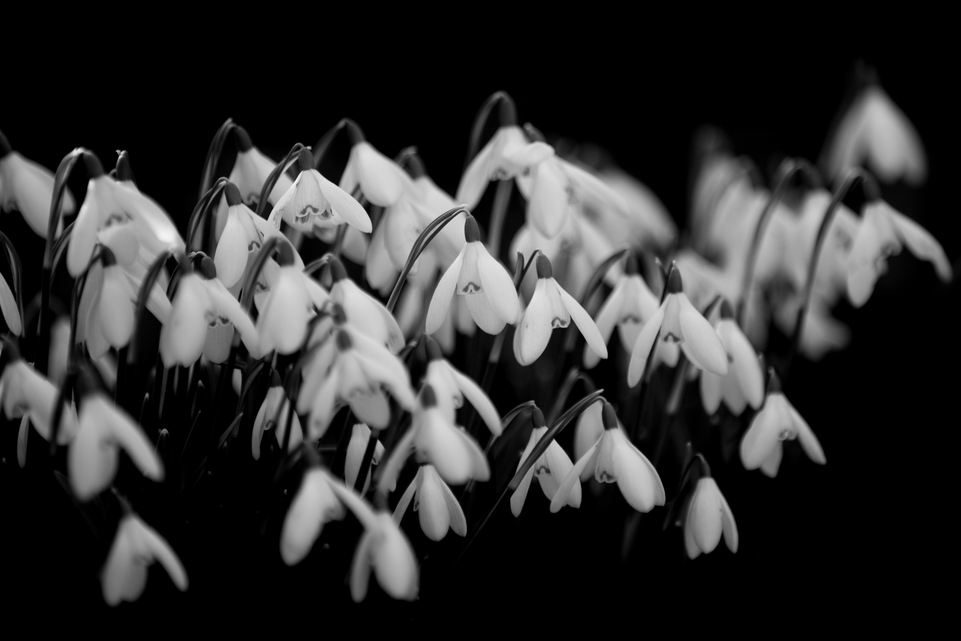 black snowdrop bud free photo