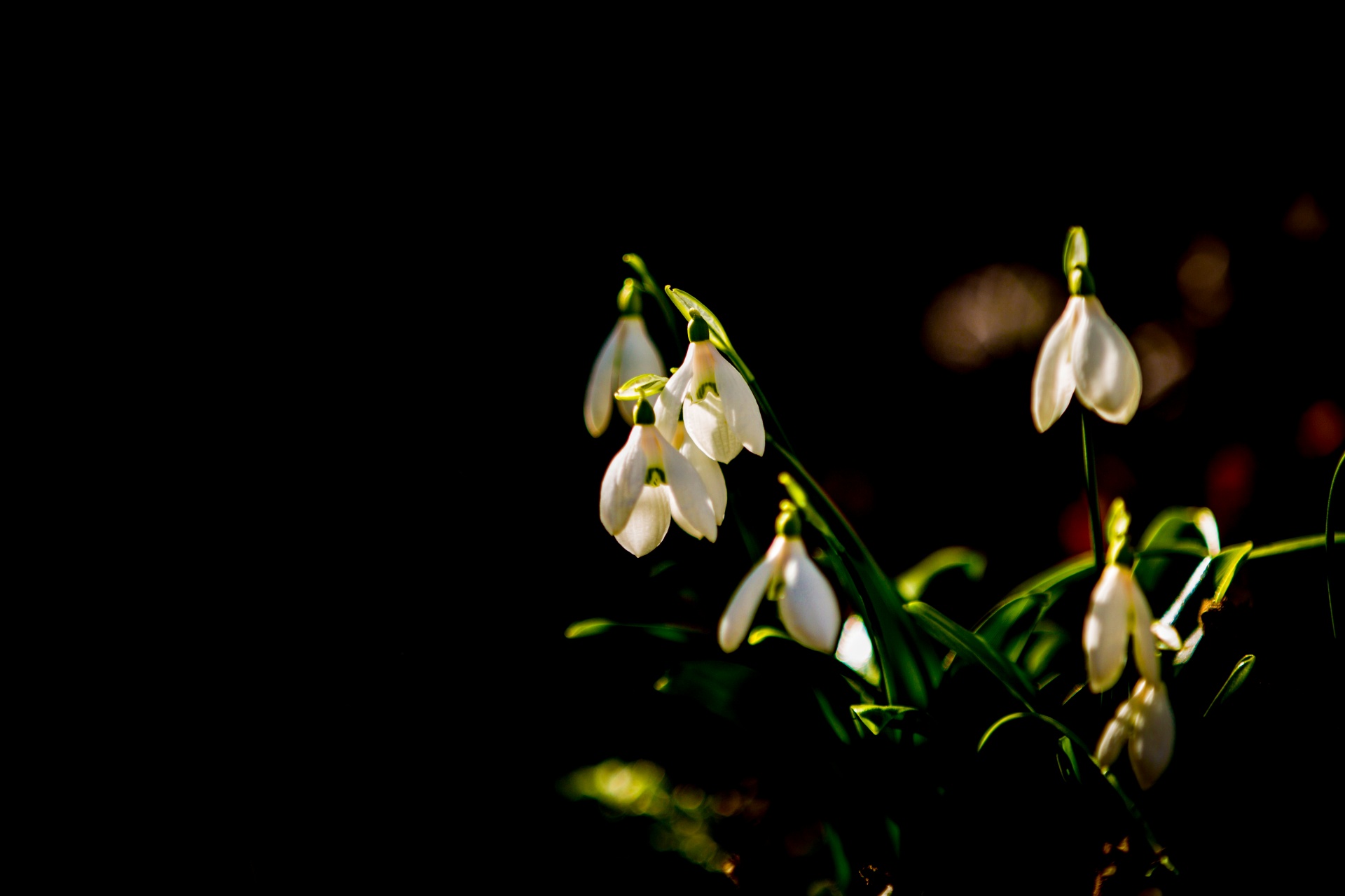 flower flowers love free photo